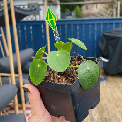 Plant Stake Magnet Topper // Plumbob | Choose Your Mood! PLANT STAKE Sold Separately